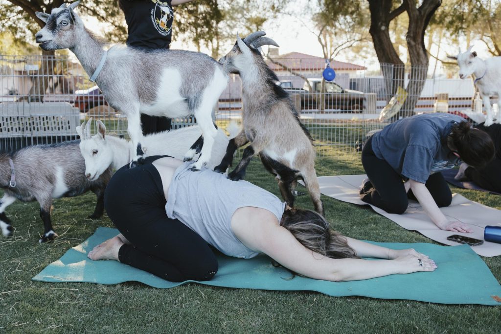 Two goats stand on a woman's back during a La Vita Ladies goat yoga class at Western Trails Park in Las Vegas