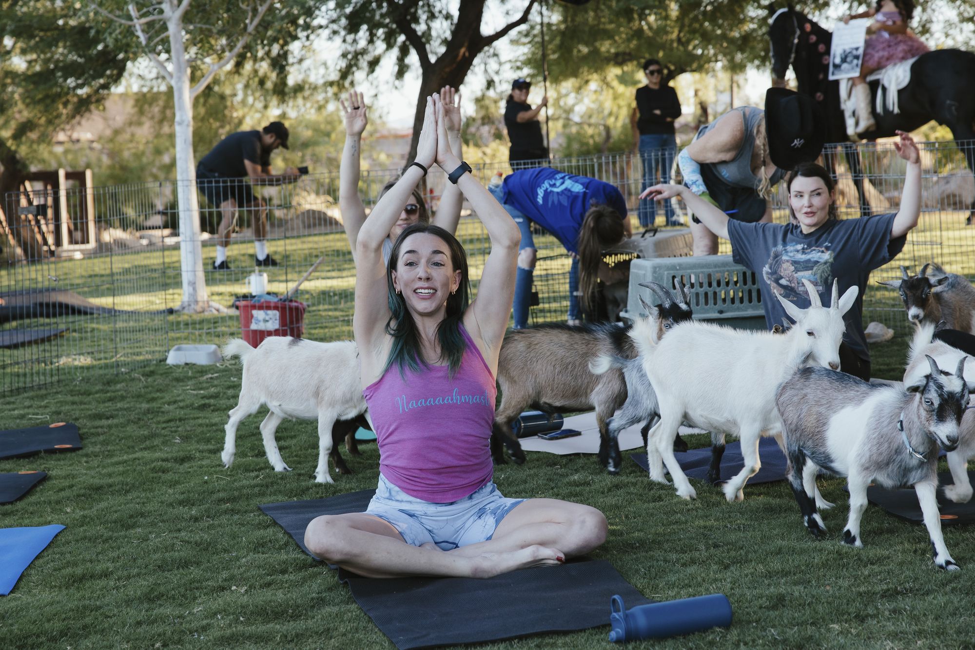 Women stretch their arms overhead on yoga mats while goats wander between them