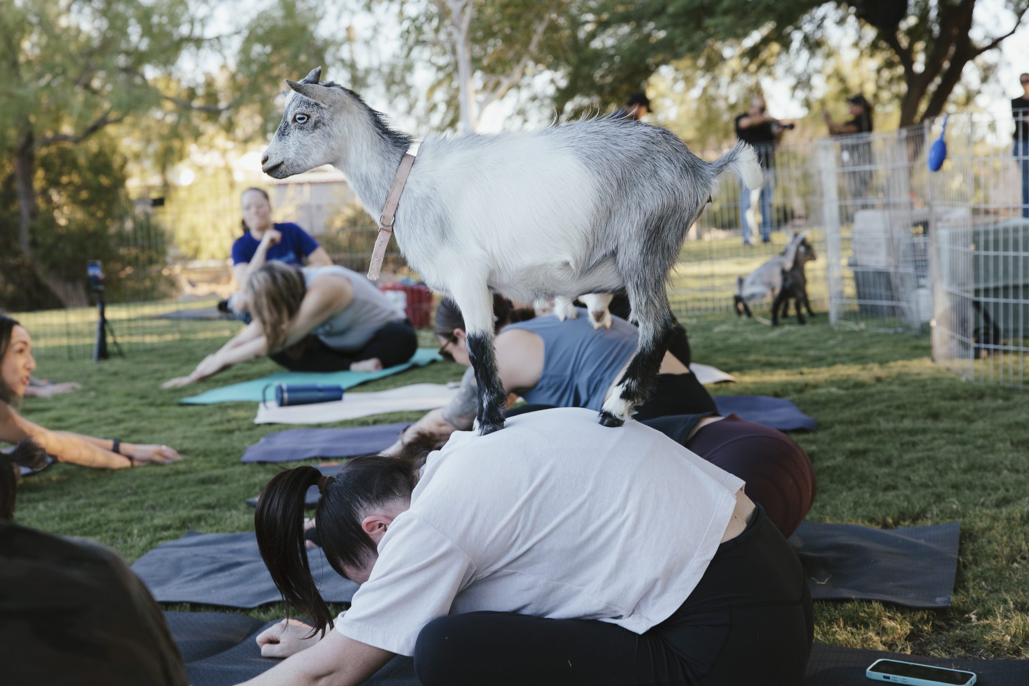 A white goat stands on the back of a woman in child's pose
